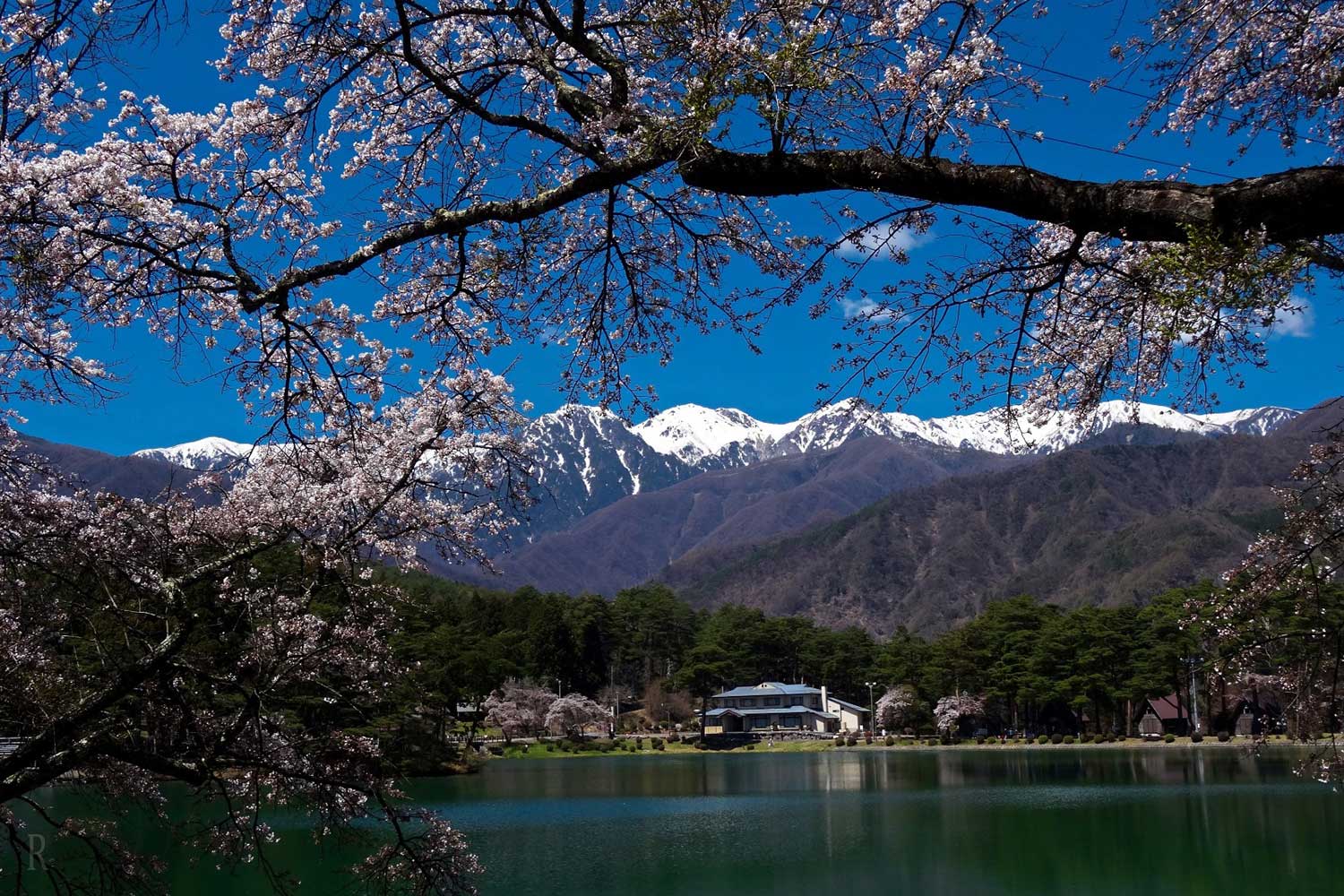 桜と花火の感動体験