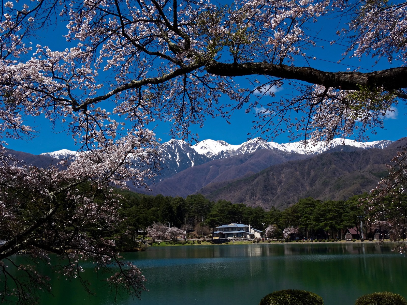 【桜絶景×グランピング】長野アルプスBASE｜春限定！スイーツキャンペーン